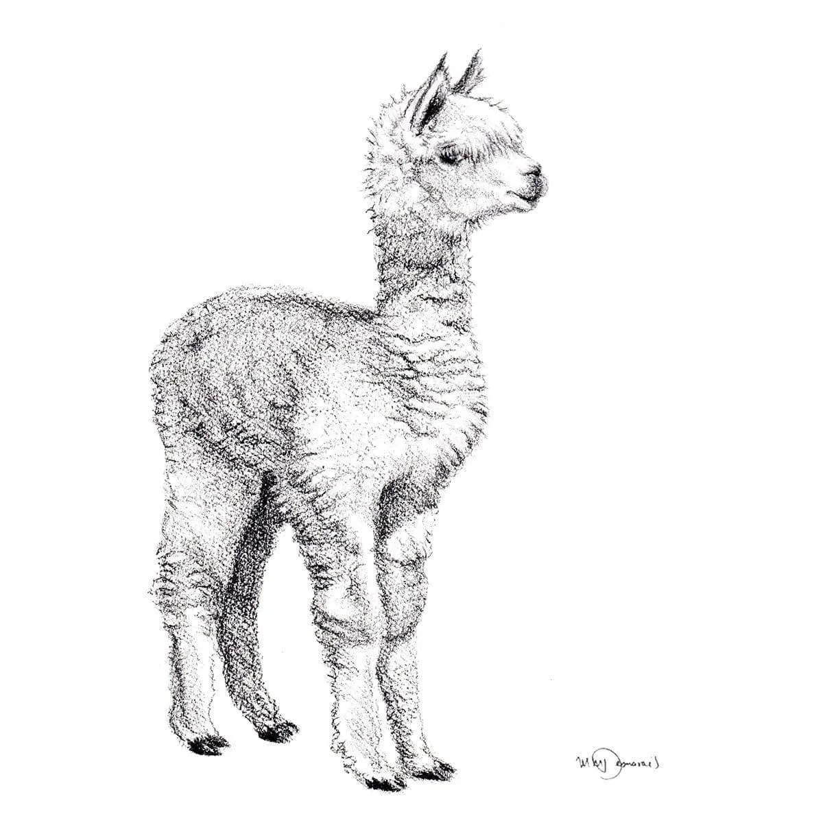 Adorable Alpaca